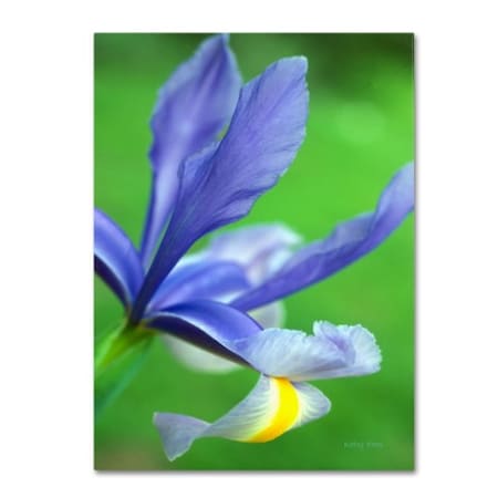 Kathy Yates 'Spring Iris' Canvas Art,16x24